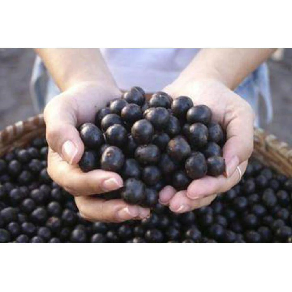 Acai Berry 10:1 Organic Extract Powder - Image 5