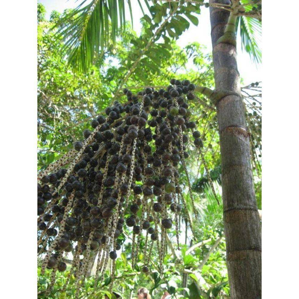 Acai Berry 10:1 Organic Extract Powder - Image 7