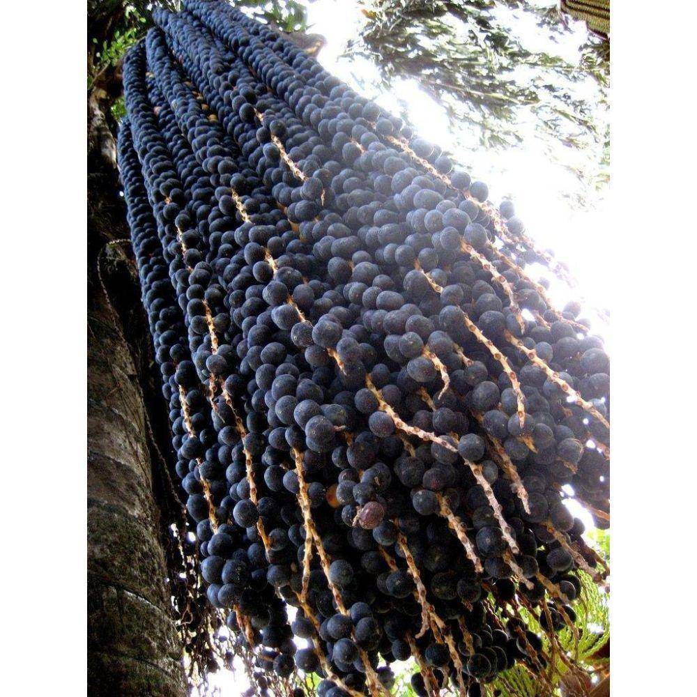 Acai Berry 10:1 Organic Extract Powder - Image 8