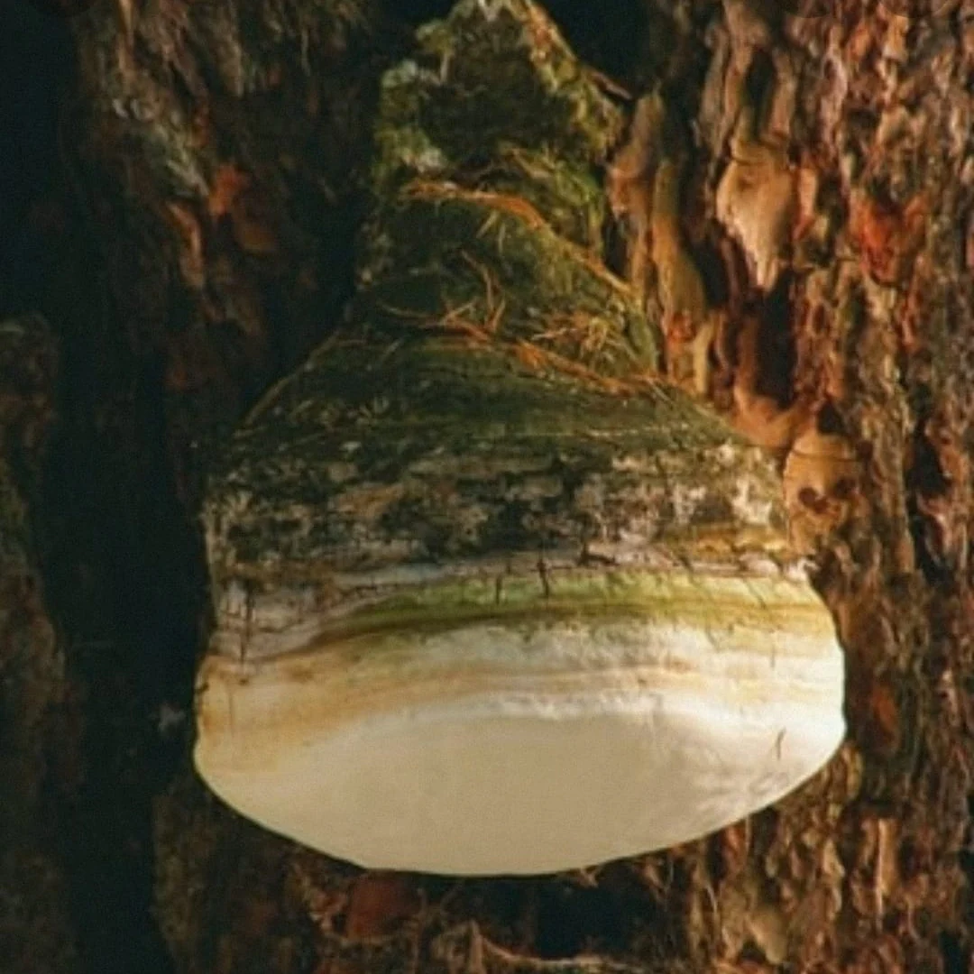Agaricon Mushroom Extract Powder - Image 4