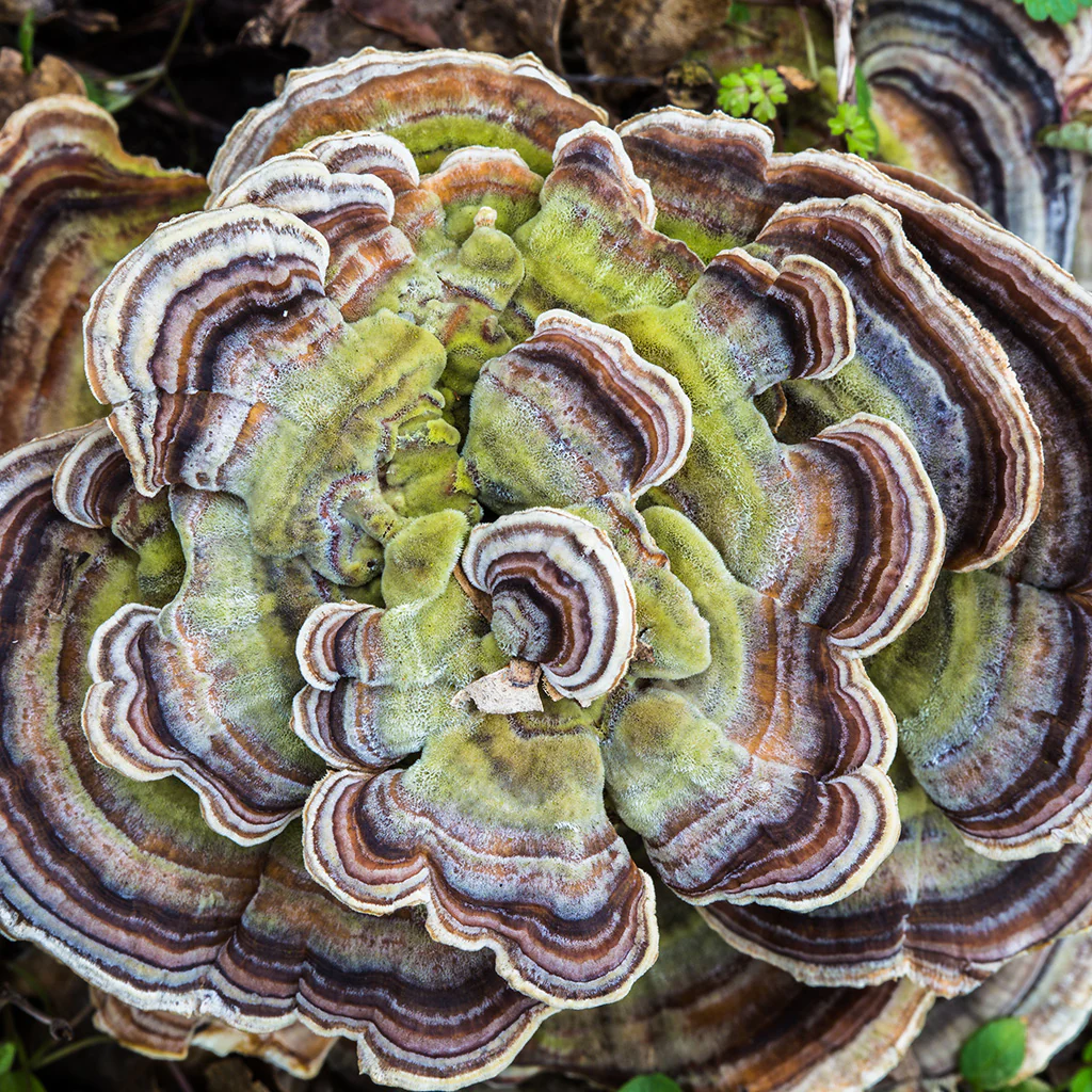 Australian Grown Turkey Tail Mushroom Powder - Image 3