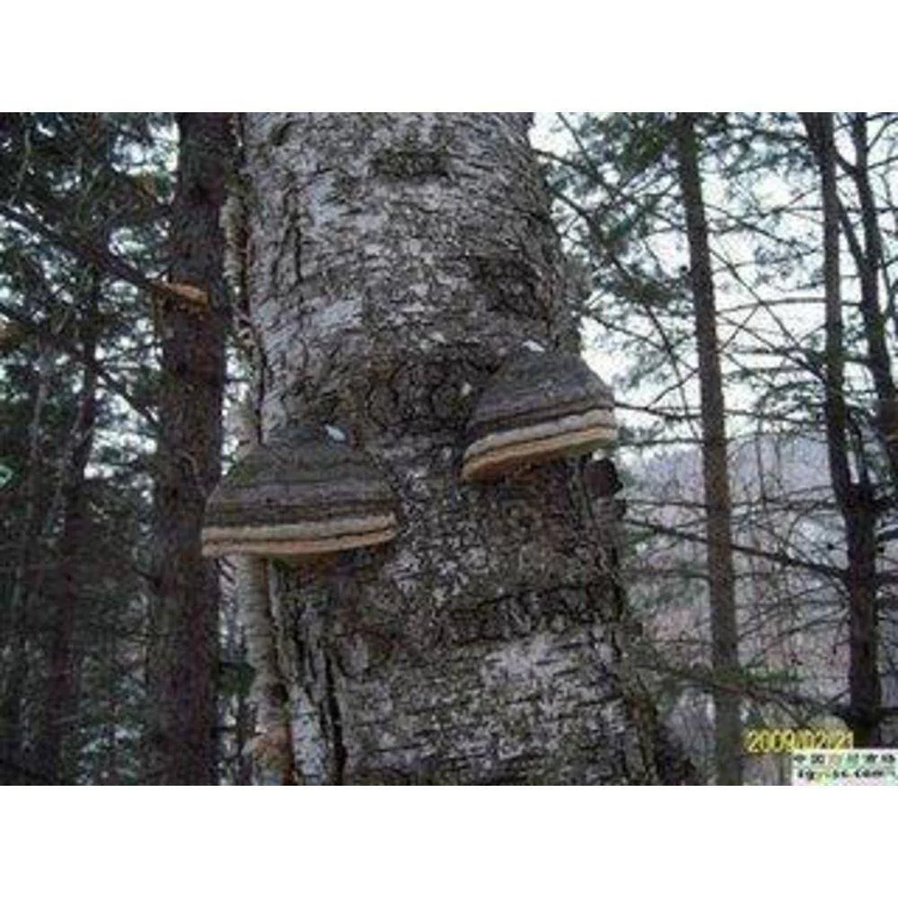 Chaga Extract Capsules - Image 3