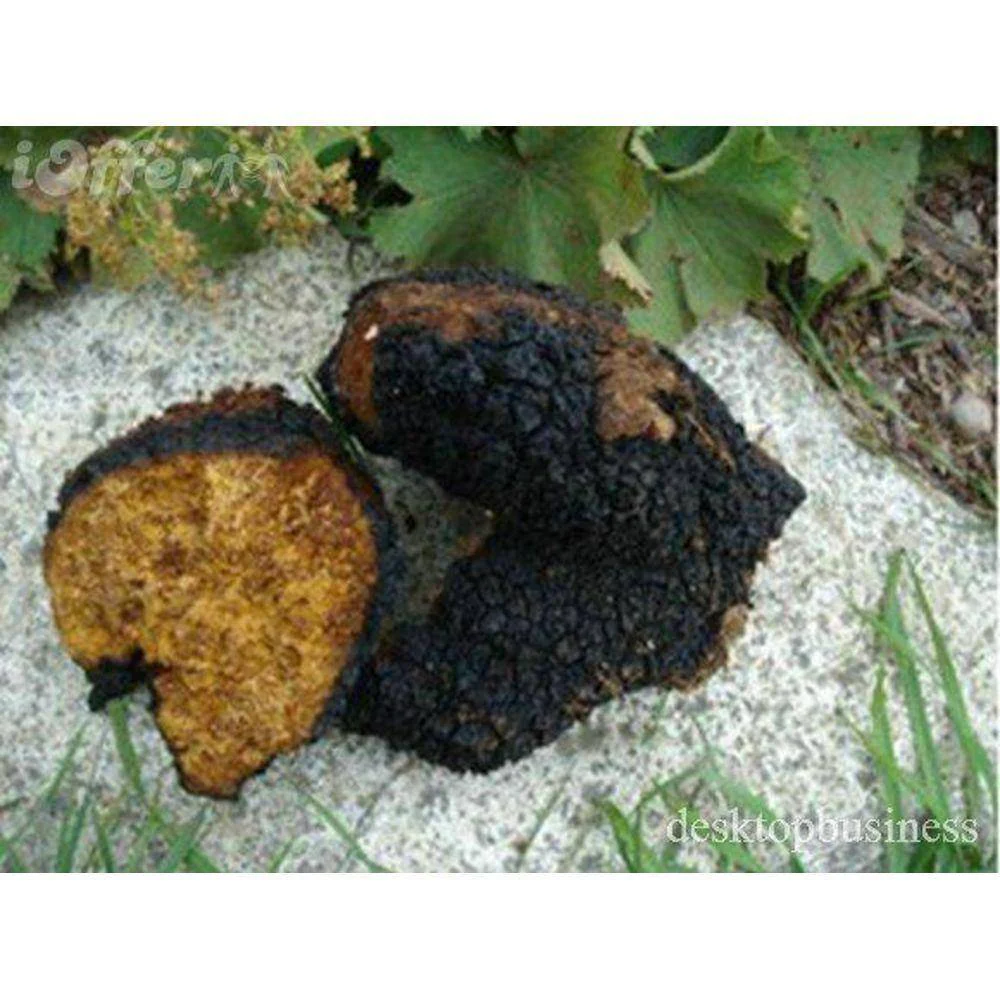 Chaga Extract Capsules - Image 4