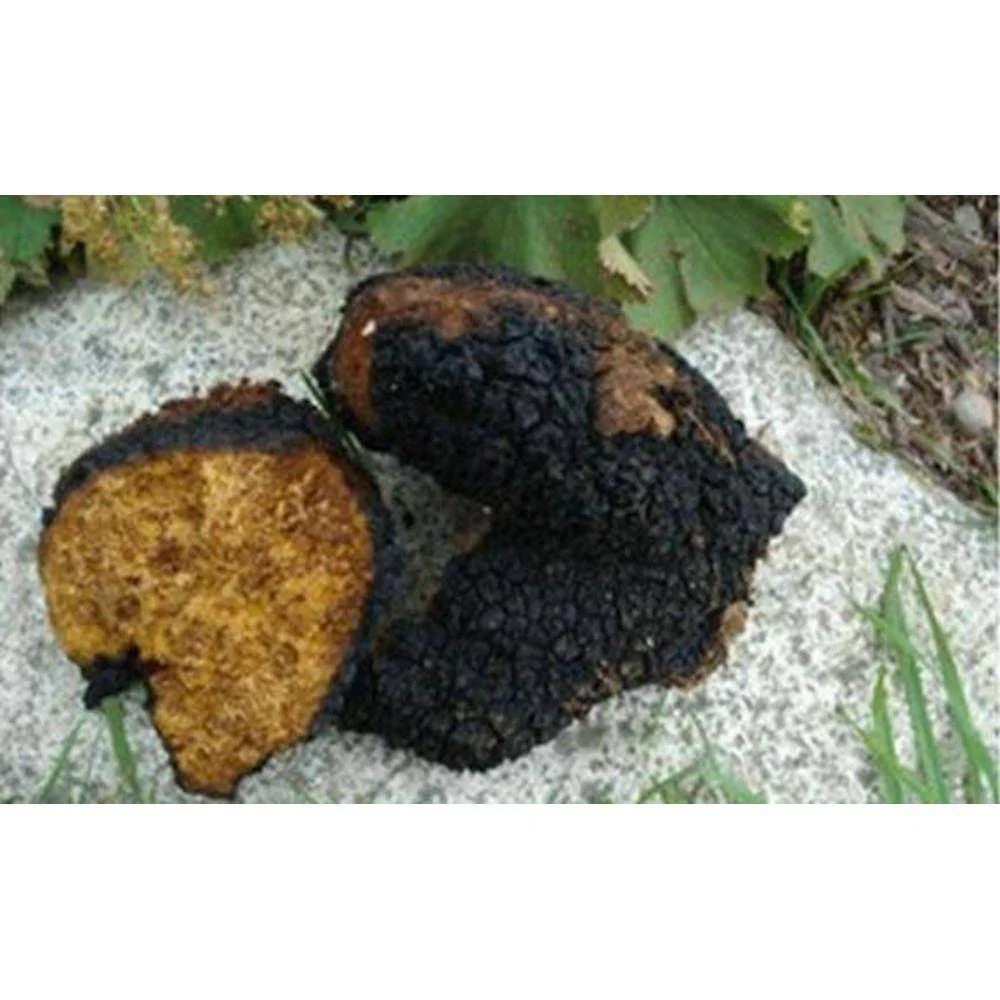 Espresso Coffee Mushroom Elixir Powder - Image 5