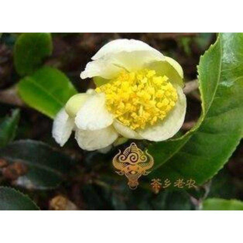 Green Tea Pollen Camellia Sinensis - Image 3