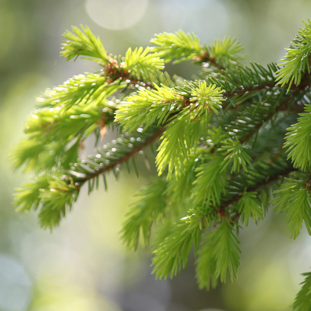 Kerkka Spruce Needle Sprout Powder - Image 5
