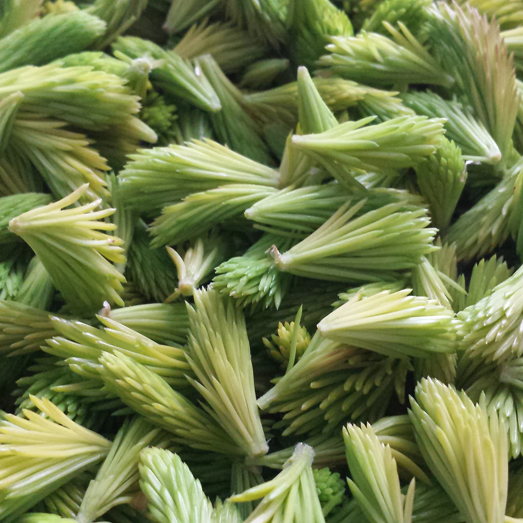 Kerkka Spruce Needle Sprout Powder - Image 6