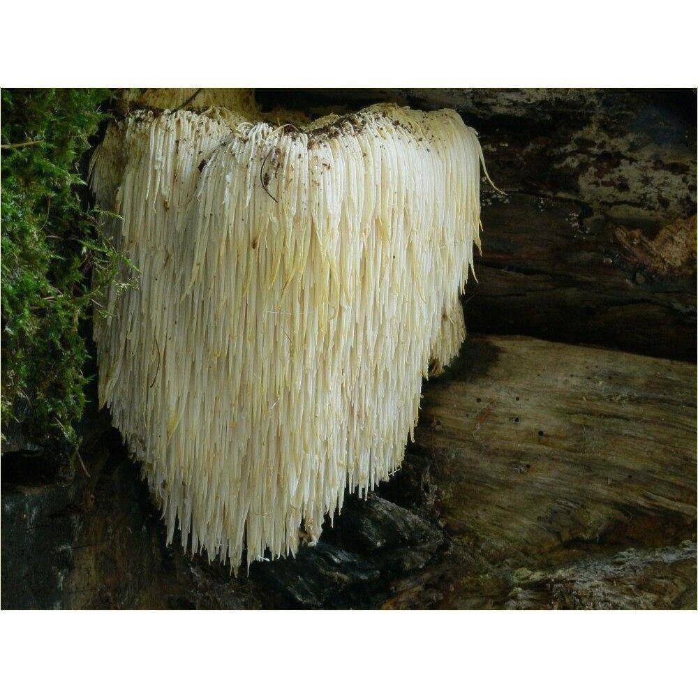 Lion's mane 30:1 Extract Capsules - Image 3