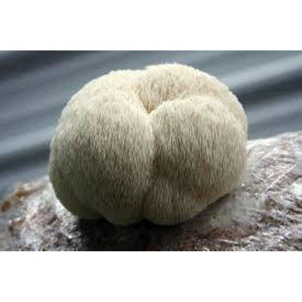 Lion's mane 30:1 Extract Capsules - Image 4