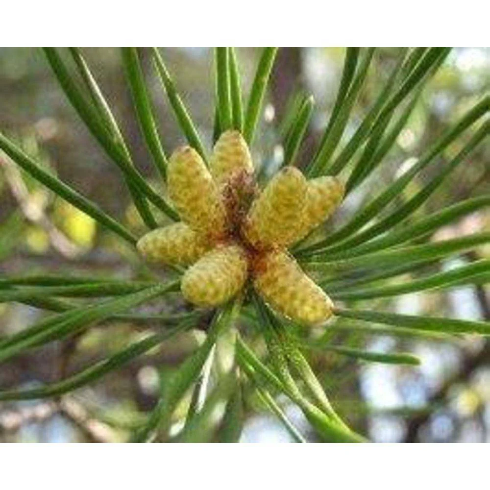 Pine Pollen Extract Powder 20:1 - Image 3
