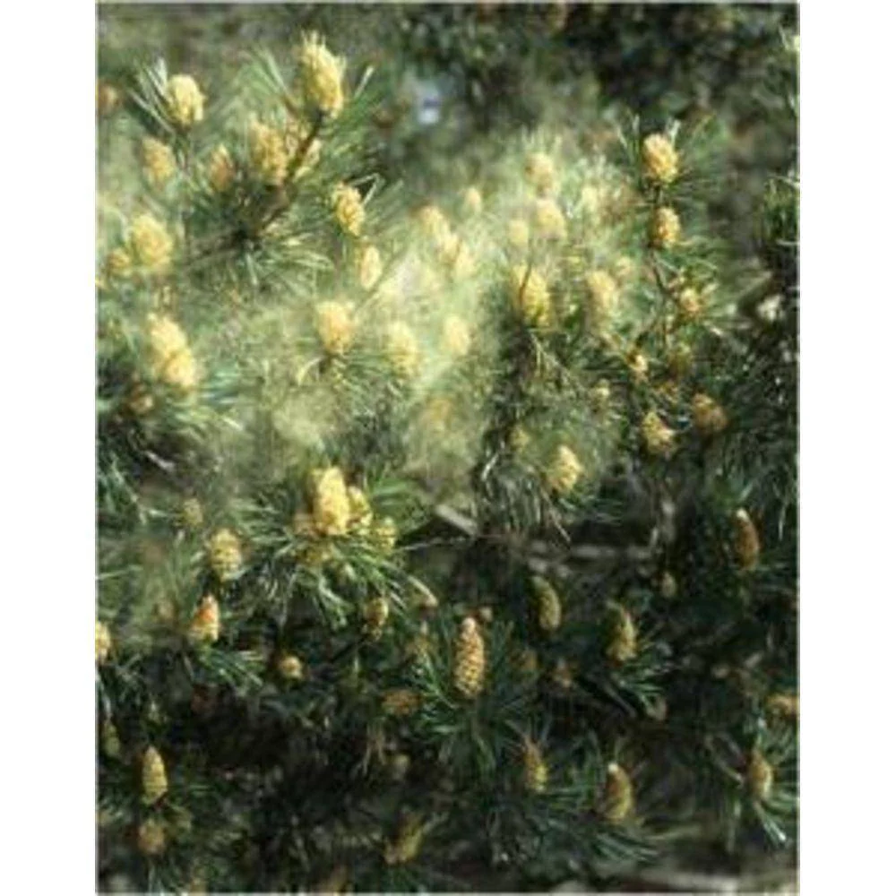Pine Pollen Extract Powder 20:1 - Image 4