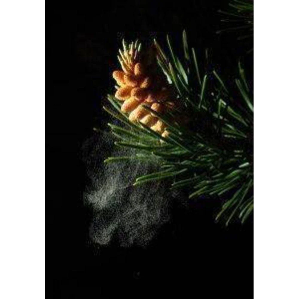 Pine Pollen Extract Powder 20:1 - Image 6