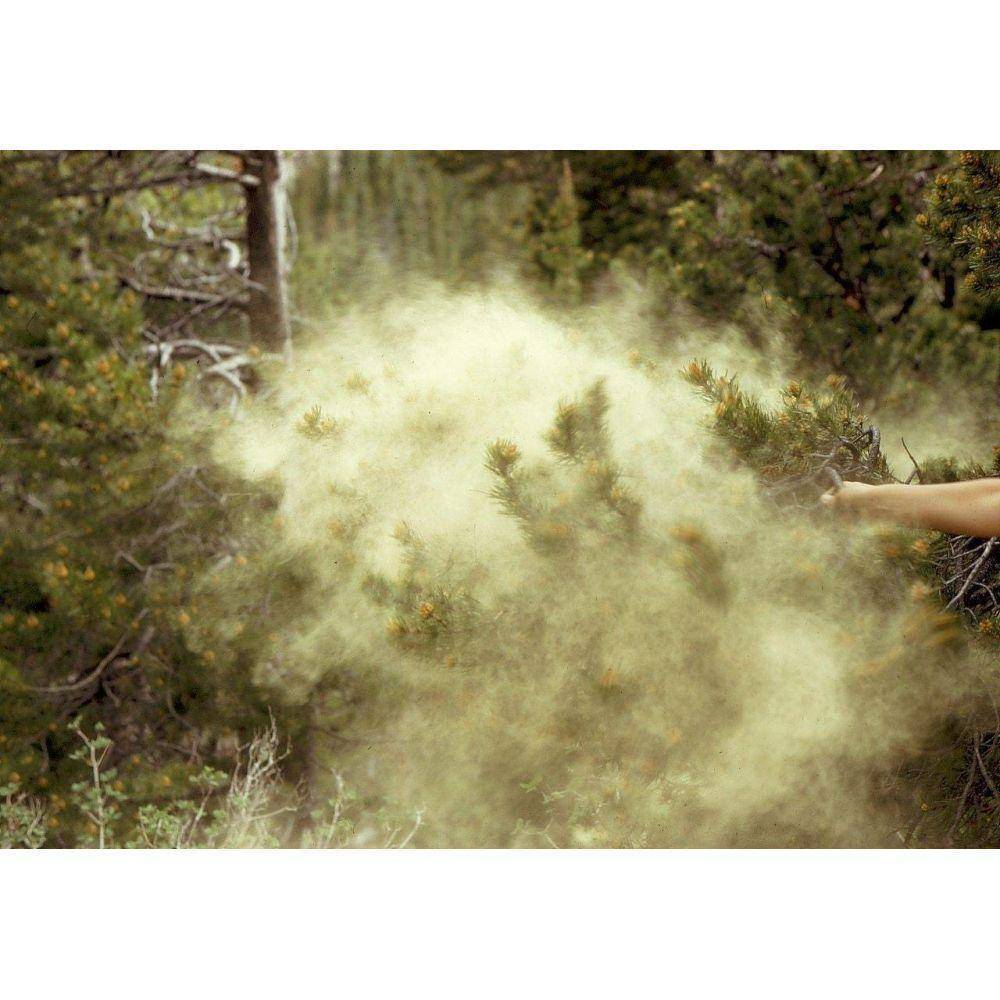 Pine Pollen Extract Capsules - Image 3