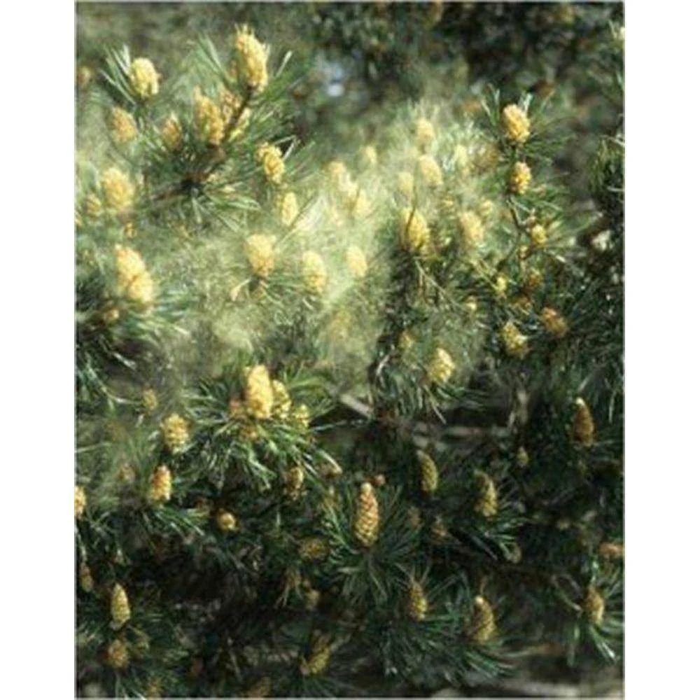 Pine Pollen Extract Capsules - Image 4