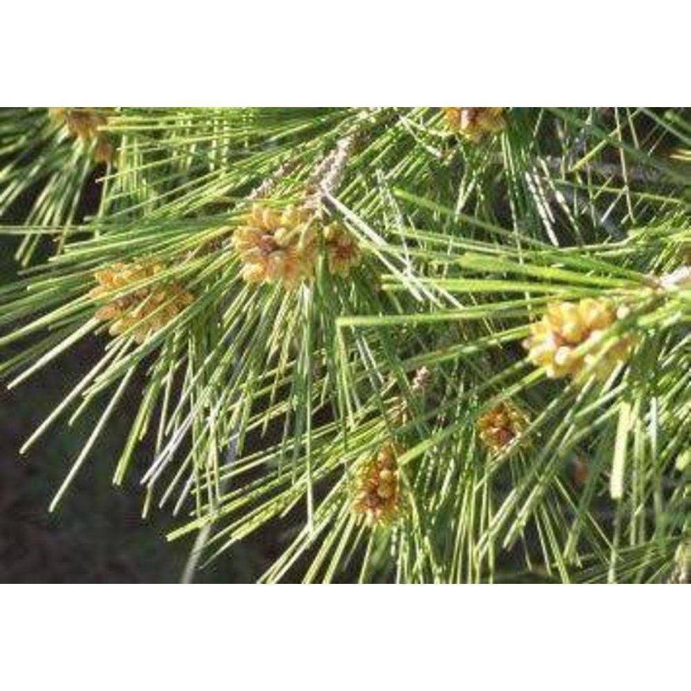 Pine Pollen Powder Cracked Cell Wall - Image 10