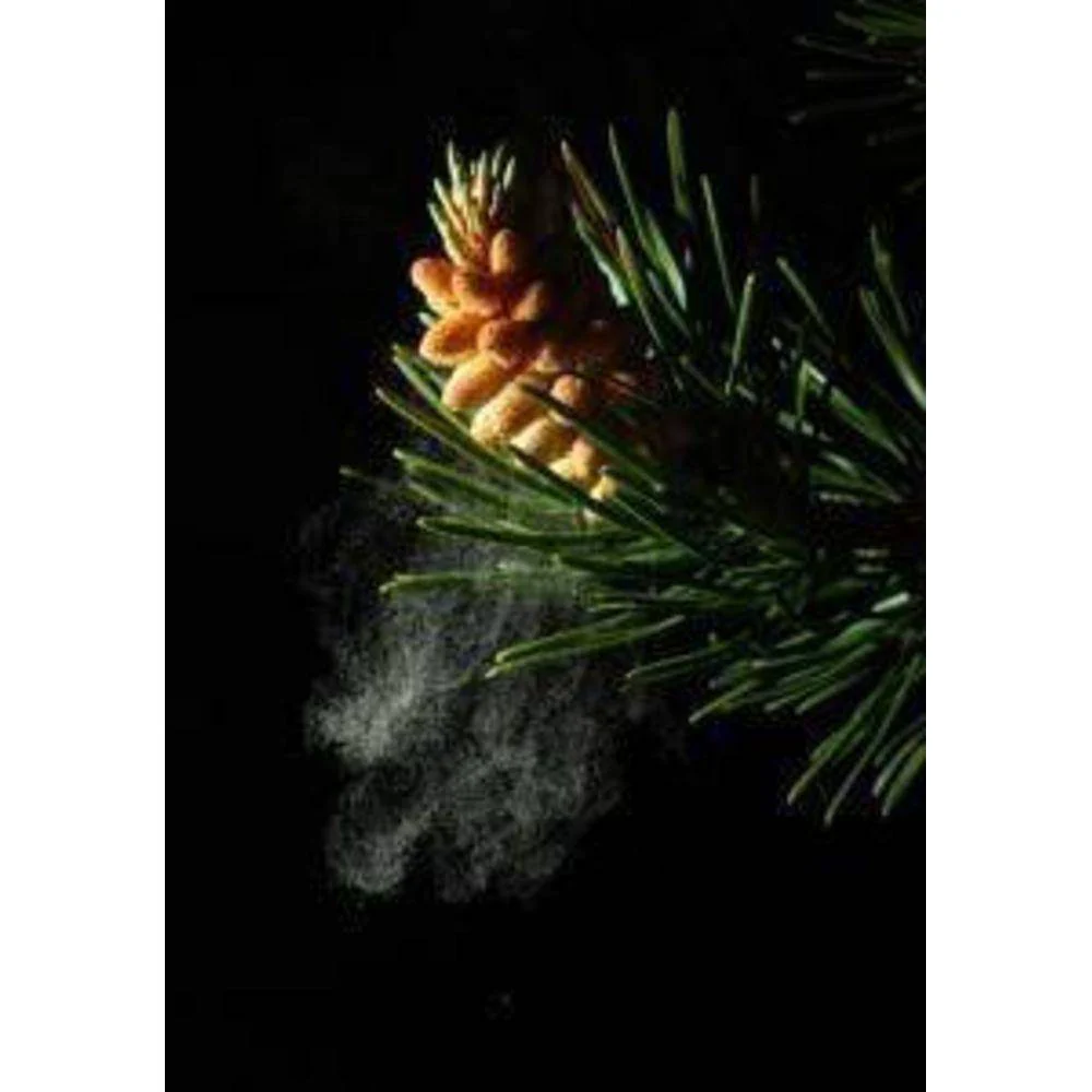 Pine Pollen Powder Cracked Cell Wall - Image 9