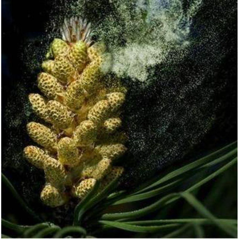 Pine Pollen Powder Cracked Cell Wall Capsules - Image 4