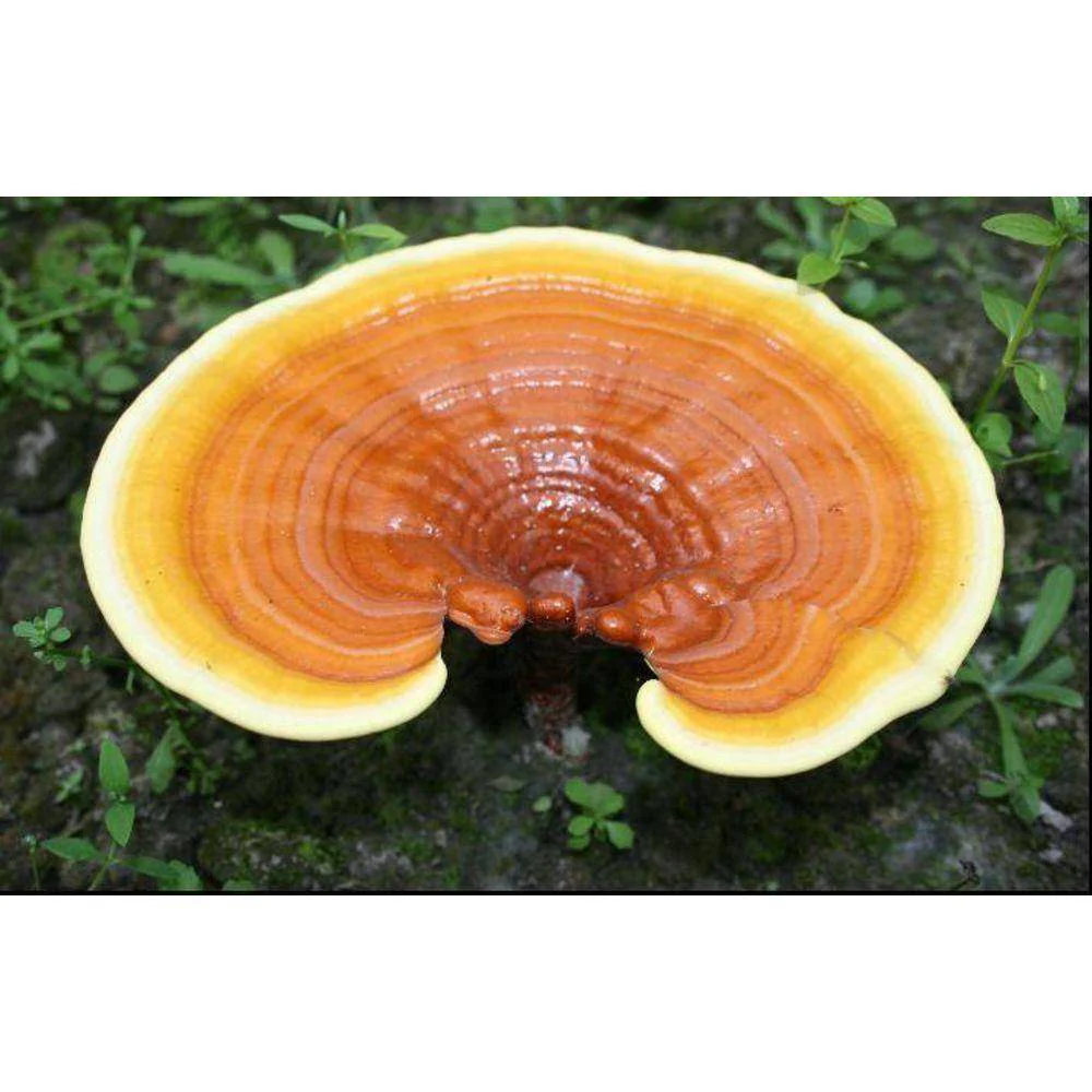 Reishi Mushroom Cracked Cell Wall Spore Powder - Image 3