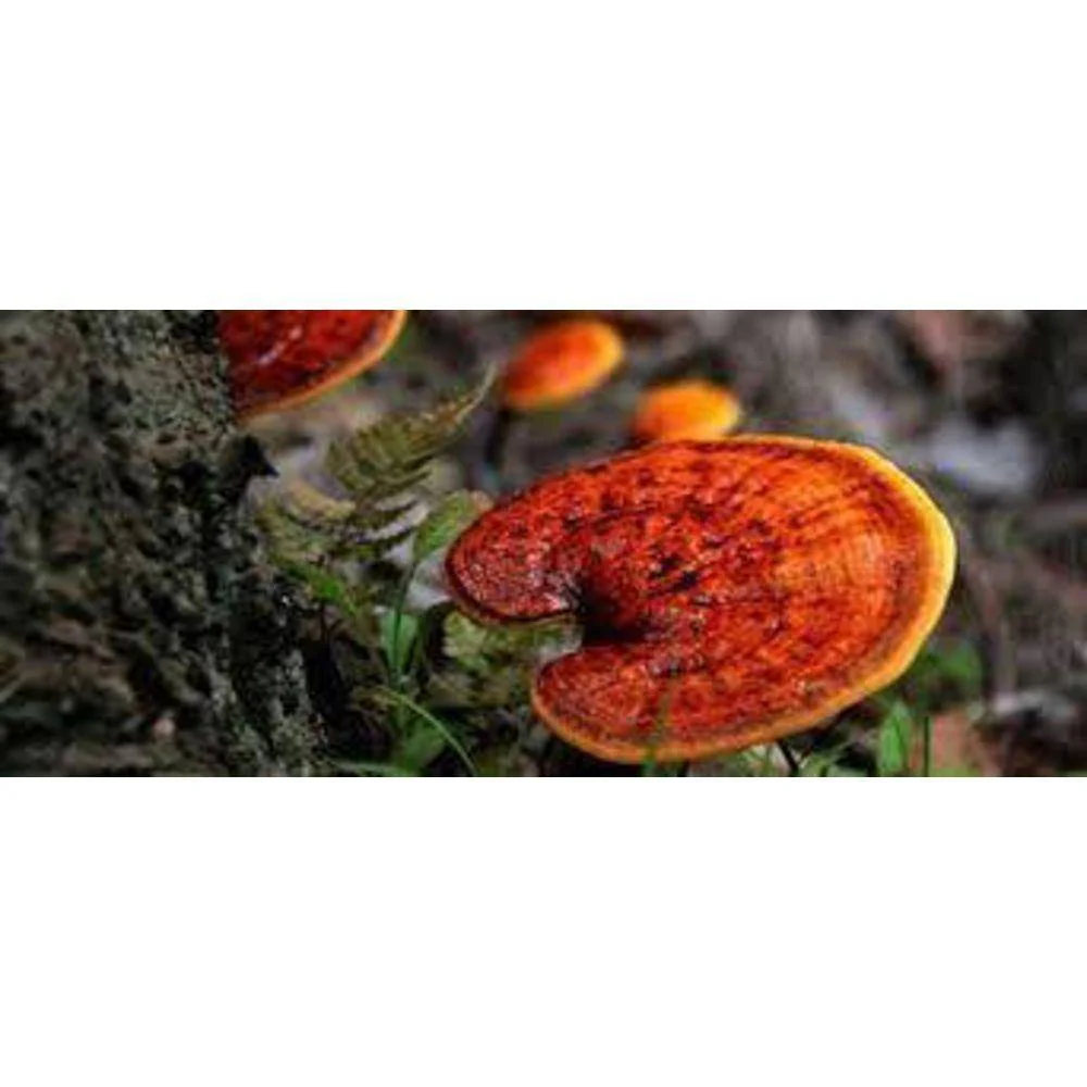 Reishi Mushroom Extract Powder - Image 7