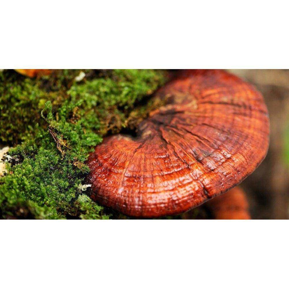 Reishi Mushroom Extract Powder - Image 8