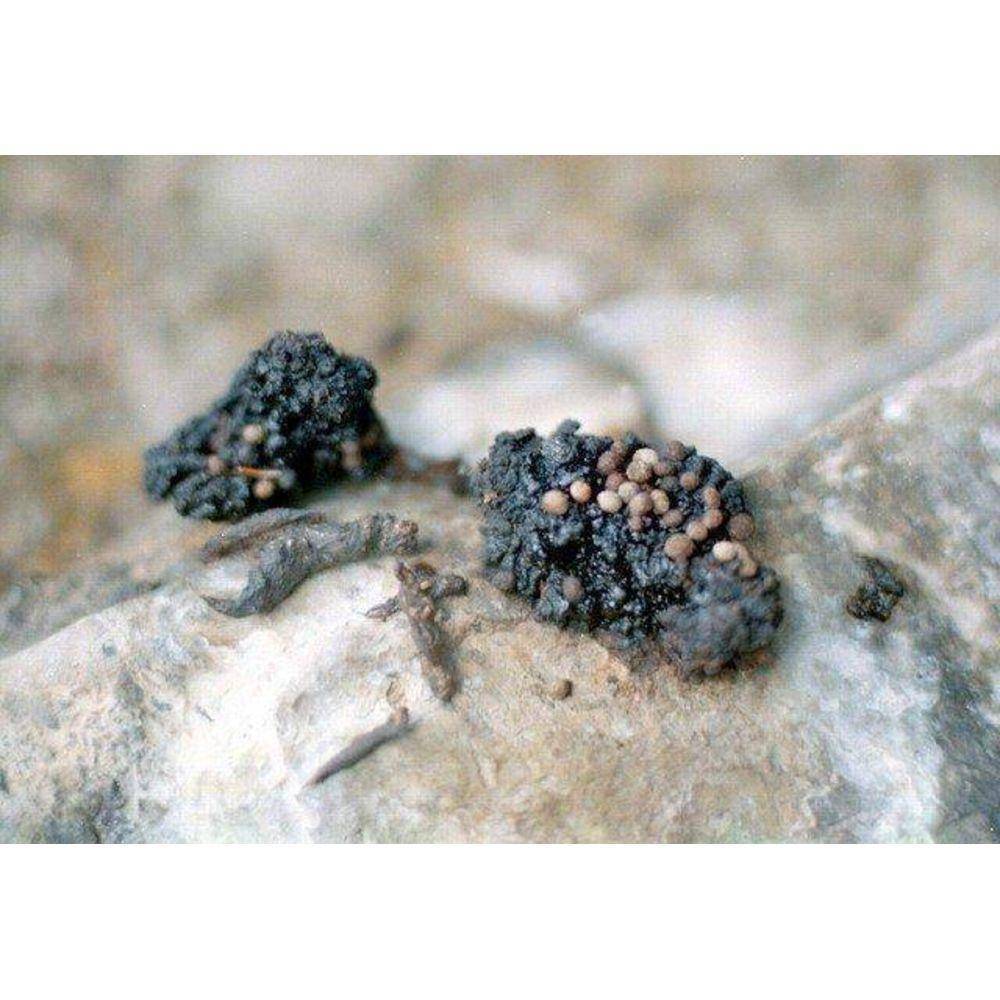 Altai Gold Shilajit Resin - Image 8